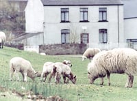 Five sheep left dead after dog attack