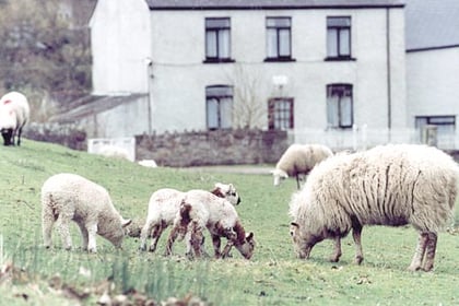 Five sheep left dead after dog attack