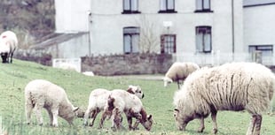 Five sheep left dead after dog attack