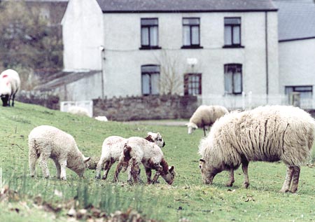 Five sheep left dead after dog attack