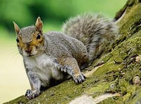 Exmoor Squirrel Project calls for grey squirrels to be eaten 