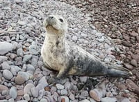 Seal pup pops ashore at Minehead