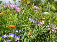 Minehead sites earmarked for wildflower meadows