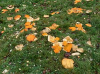 Don't fly-tip pumpkins on the hills