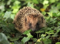 Winter concern about hedgehogs