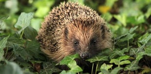 Winter concern about hedgehogs