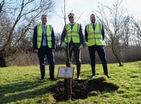 Jubilee tree at Hinkley Point B