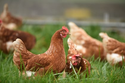 Bird flu restrictions imposed across Somerset West and Taunton 