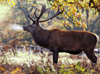 Police warn of poachers active on Exmoor