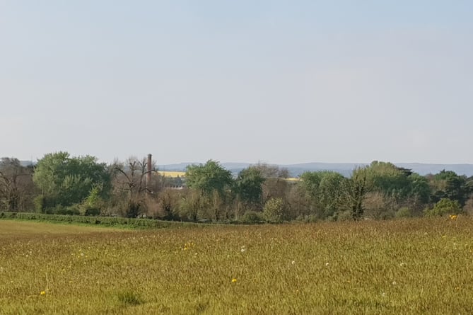 Somerset trees