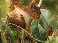 Plan for return of red squirrels to Somerset coast