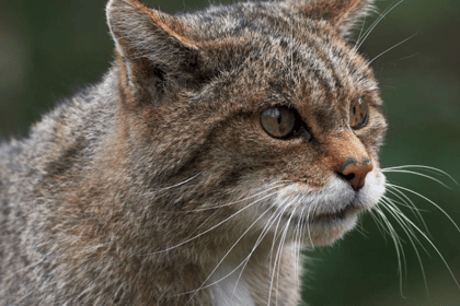 Wildcats could make Exmoor return