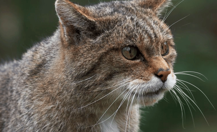 Exmoor wildcat