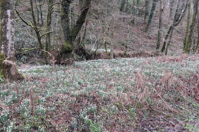 Snowdrop Valley Wheddon Cross