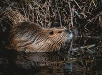 Take a virtual reality tour into the world of beavers 