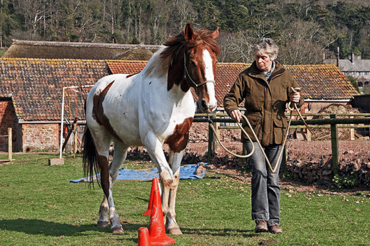 Cathy Powell Exmoor falconry centre owl sanctuary animal sanctuary Allerford riding horses