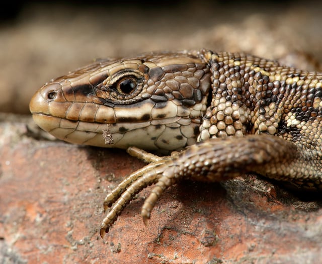 Nature Diary: The snakes and lizards that you can find on Exmoor