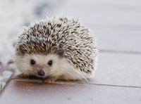 Hedgehog SOS: how to help hedgehogs as they come out of hibernation 