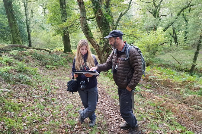 Horner Wood Porlock Exmoor Plantlife rainforest conservation lichen