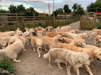 Visitor attraction's golden retrievers seized