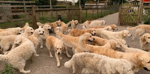 Visitor attraction's golden retrievers seized