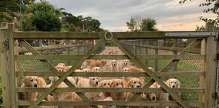 Appeal lodged after RSPCA seizes golden retrievers