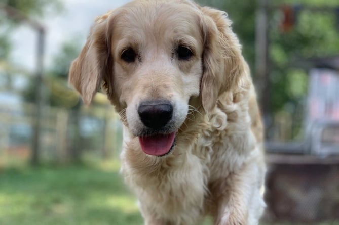  Golden Retriever Experience Carhampton Exmoor