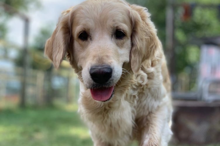  Golden Retriever Experience Carhampton Exmoor