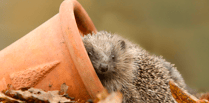 How to build a hedgehog house