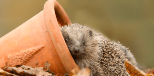 How to build a hedgehog house