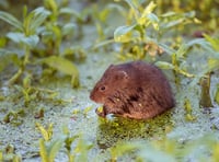 Appeal to save water voles from extinction 