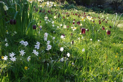 Cottage garden opening to visitors