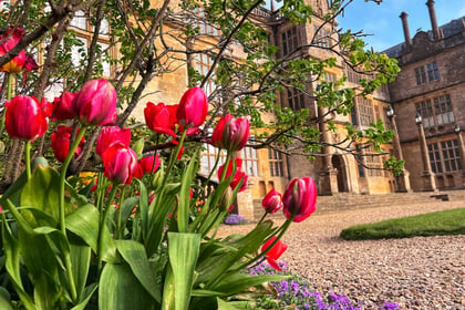 Somerset attractions a riot of colour for bank holiday