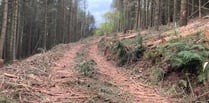 Shock at Exmoor tree felling in nesting season