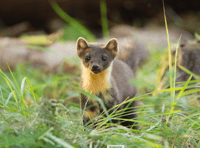 Pine martens could soon return to Exmoor