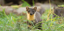 Pine martens could soon return to Exmoor