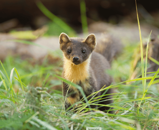 Pine martens could soon return to Exmoor