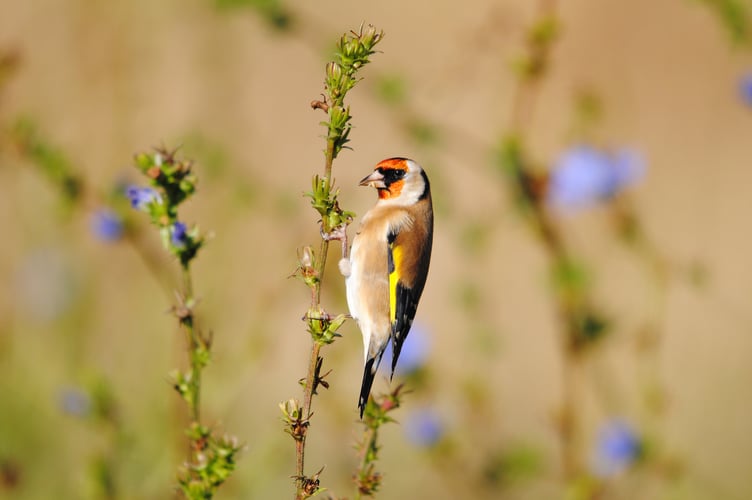 A goldfinch is one of the species people are being asked to look out for in this year's The Big Count.