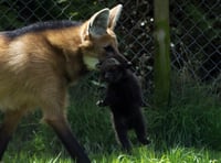 Exmoor sees first maned wolf birth