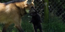 Exmoor sees first maned wolf birth