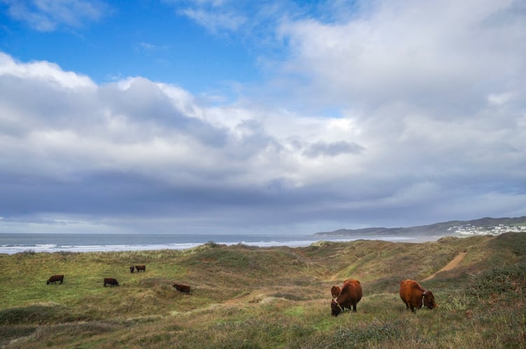 Cows grazing at Woolcome for nature benefit