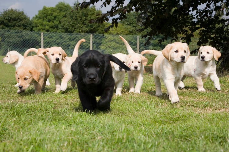 Puppy litter Labrador and golden retriever cross.