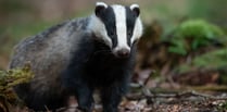 Badger cull in Somerset: Up to 1,795 more could be killed to fight bovine TB