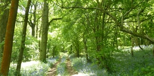 Council plans to plant 240 hectares of new woodland