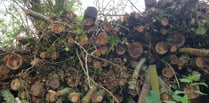 Massive Exmoor tree felling explained