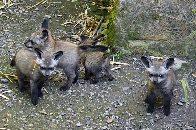 A litter of four 'bat-eared' fox cubs born in Exmoor Zoo.