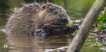 Baby beavers born at Somerset National Trust paddocks