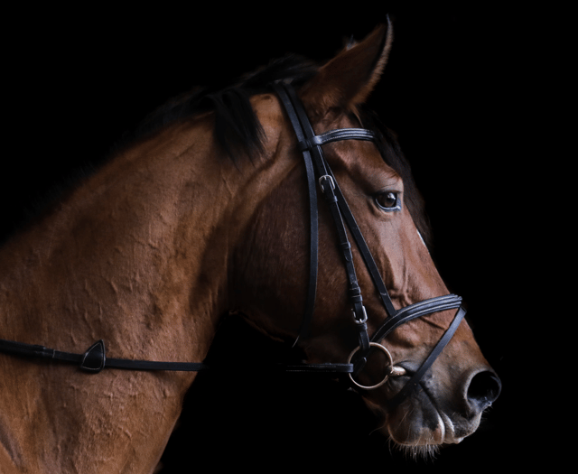 88 entries for popular Quantock meeting at Cothelstone