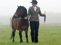 Pony from Sweden helps Exmoor gene bank