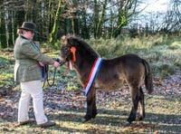 Technology boost for pony breed show